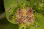 Tropical Mexican clover